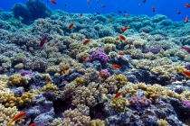 Arrecife de Coral / Coral Reef
